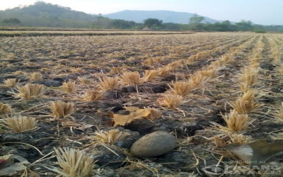 Gagal Panen di Oebola Fatuleu